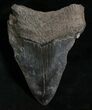 Bargain Megalodon Tooth #5618-2